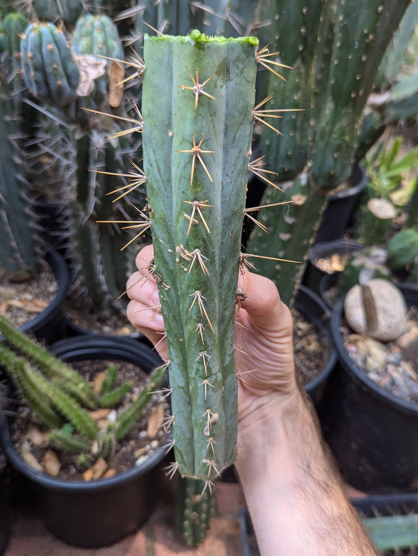 Chills on Wheels Bridgesii