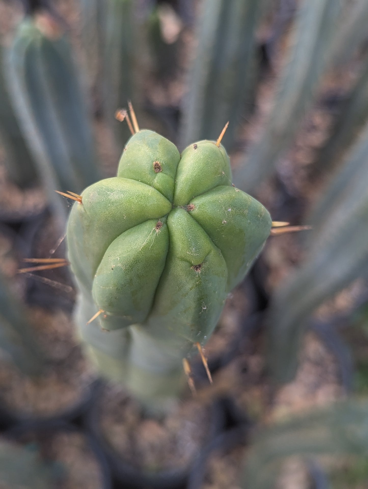 Wowie Bridgesii