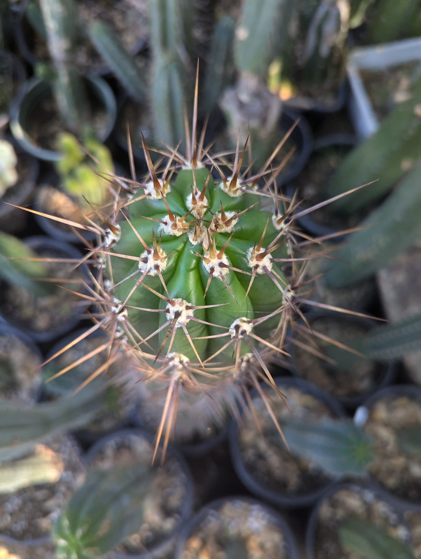 Sacred Succulents "Validus"