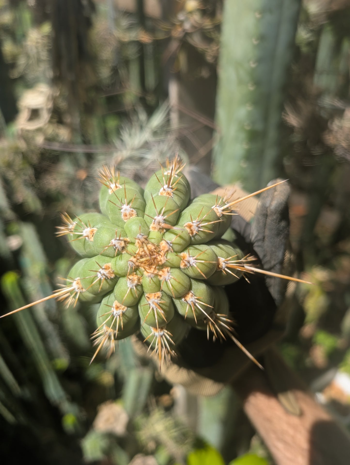 Frankie Terscheckii/Chiloensis