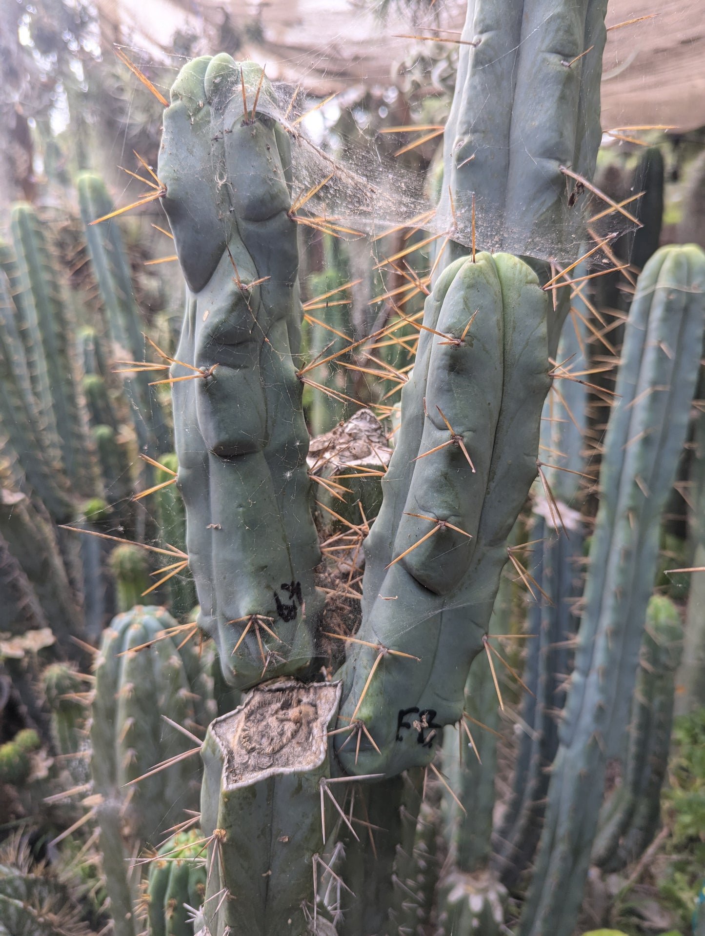 Foolsbreath Bridgesii