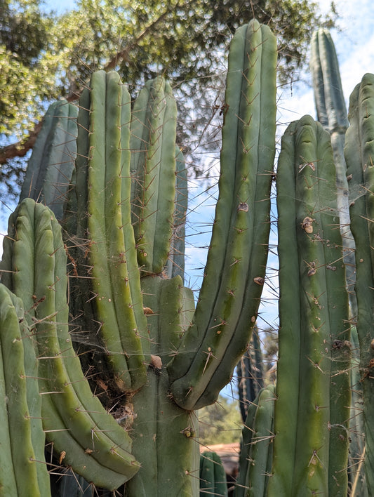 Crisp Bridgesii