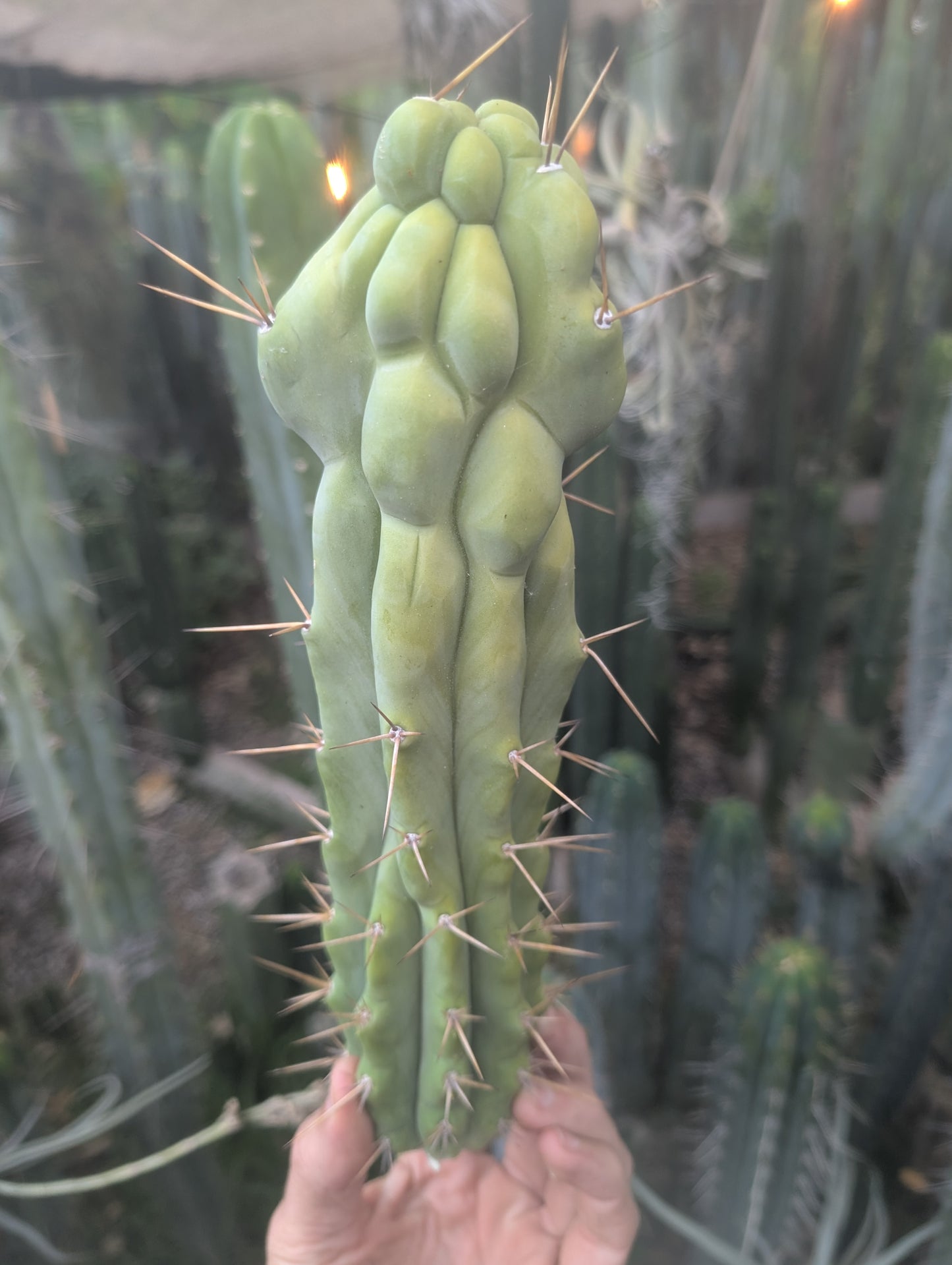 Bert aka Cucumber Melted Bridgesii 🇦🇺
