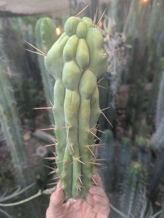 Bert aka Cucumber Melted Bridgesii 🇦🇺