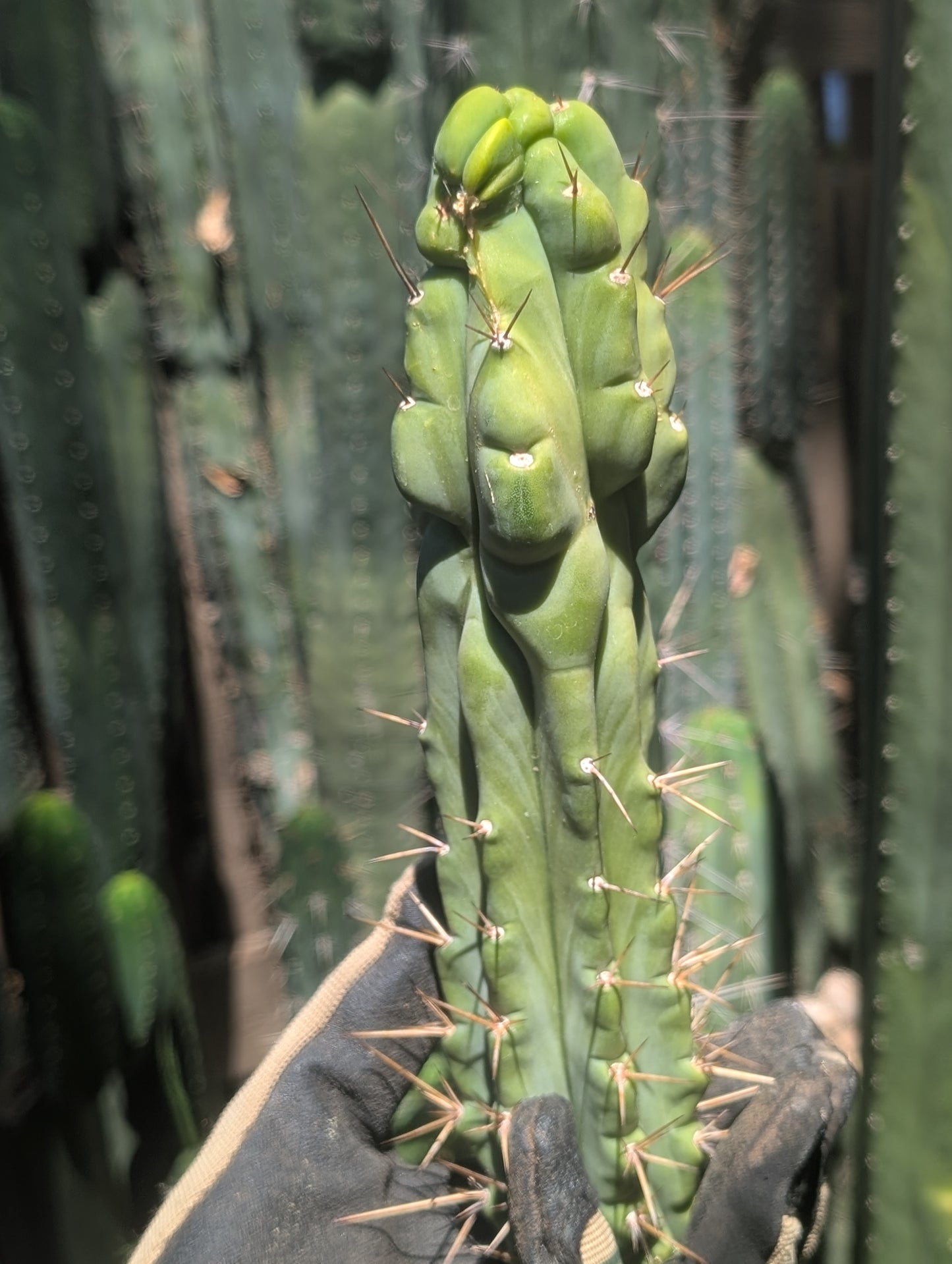 Bert aka Cucumber Melted Bridgesii 🇦🇺