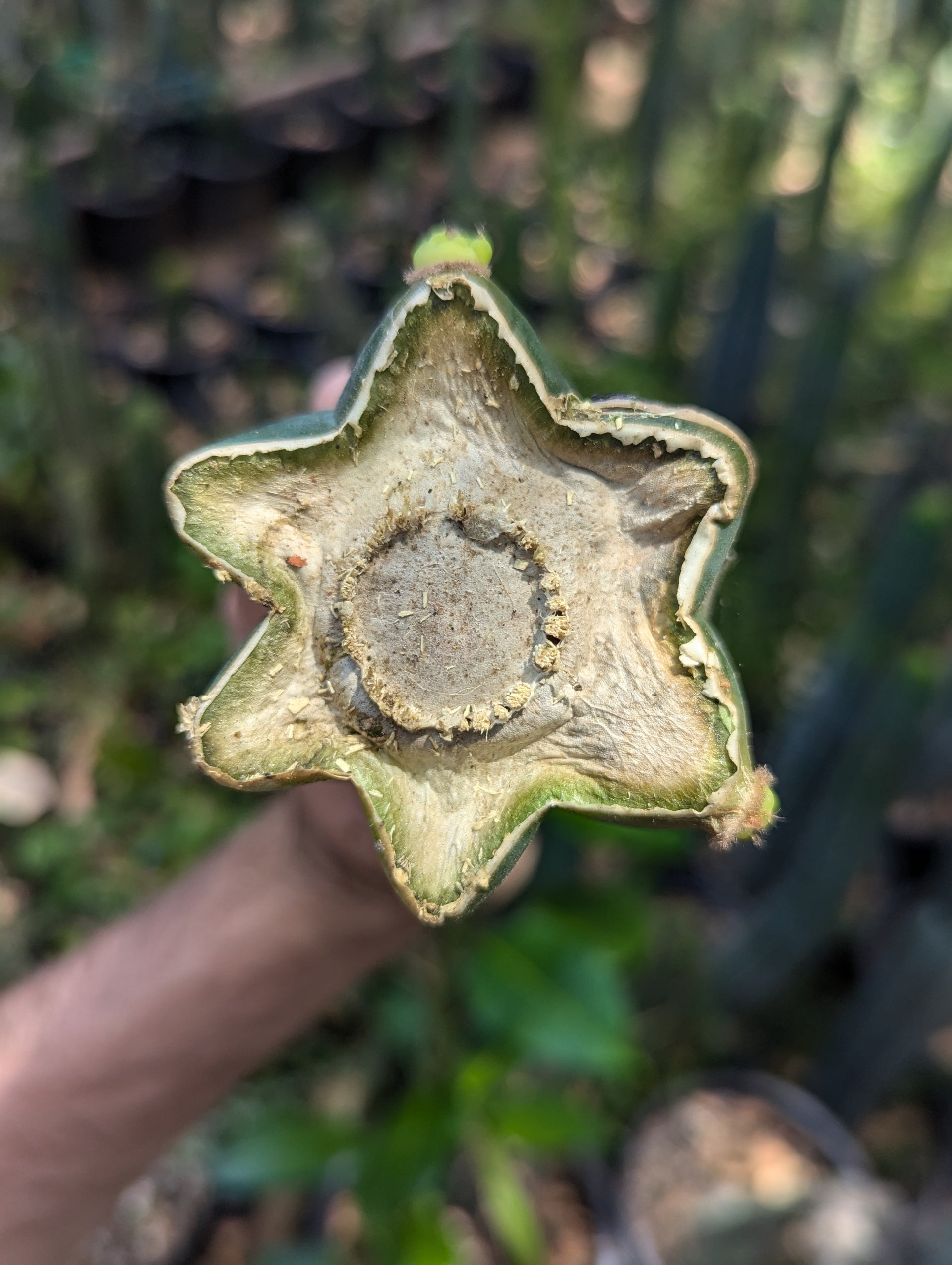 Matawai New Zealand Pachanoi – Third Eye Forest