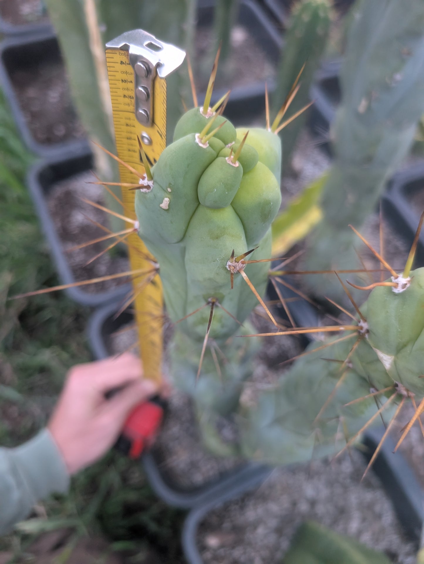 Sam02 AUS Bridgesii