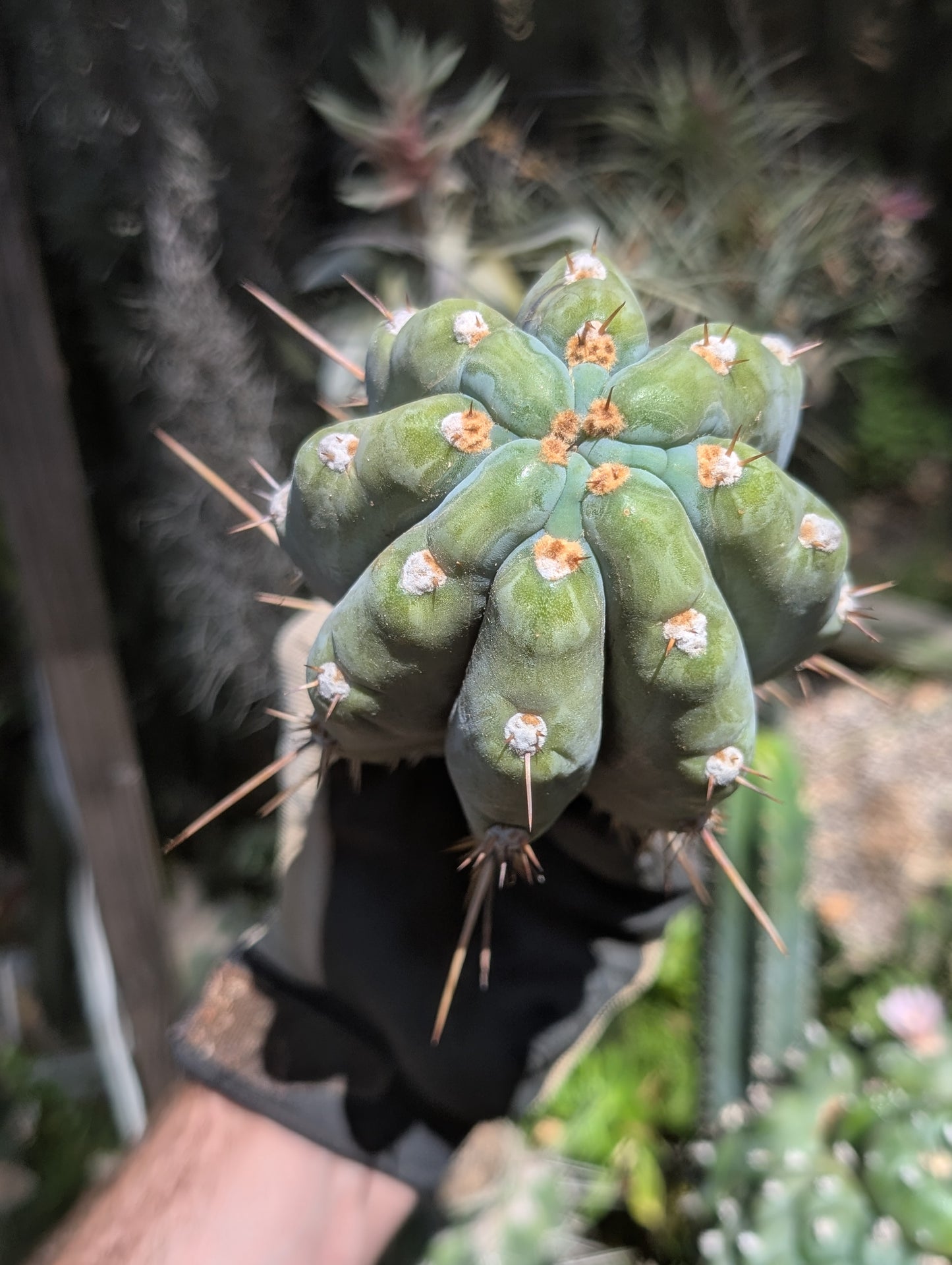 Dawson's Peru #1