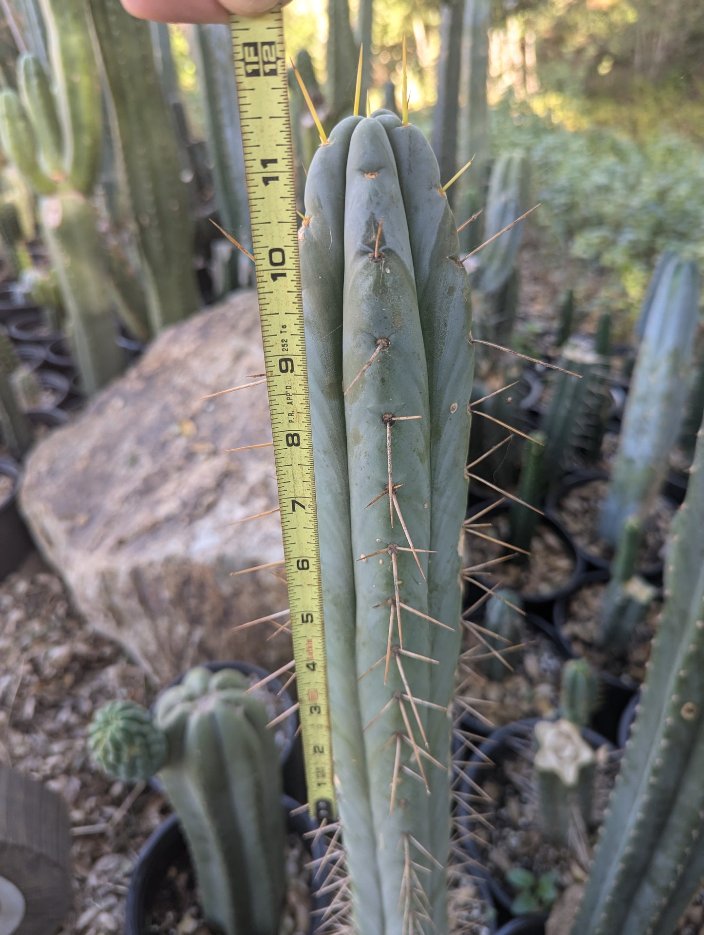 Reynold's Bridgesii