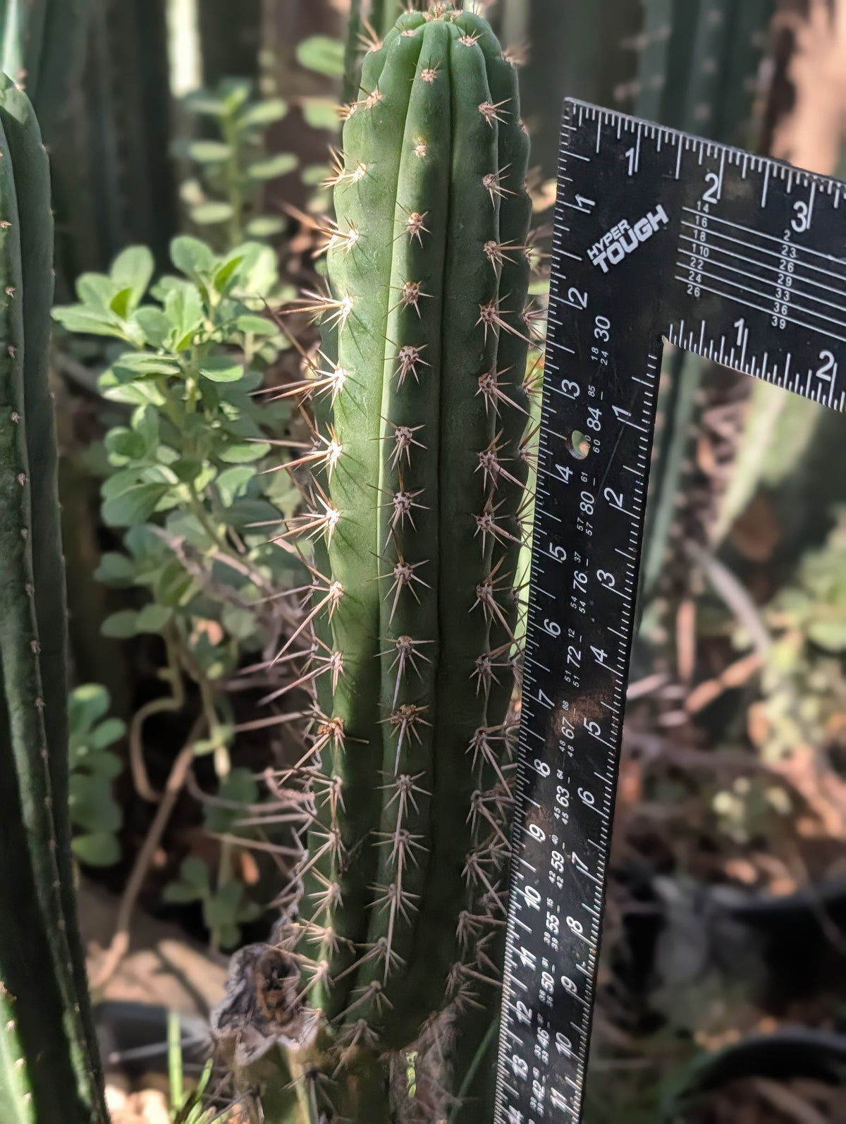 KK337 Trichocereus Tulhuayacensis