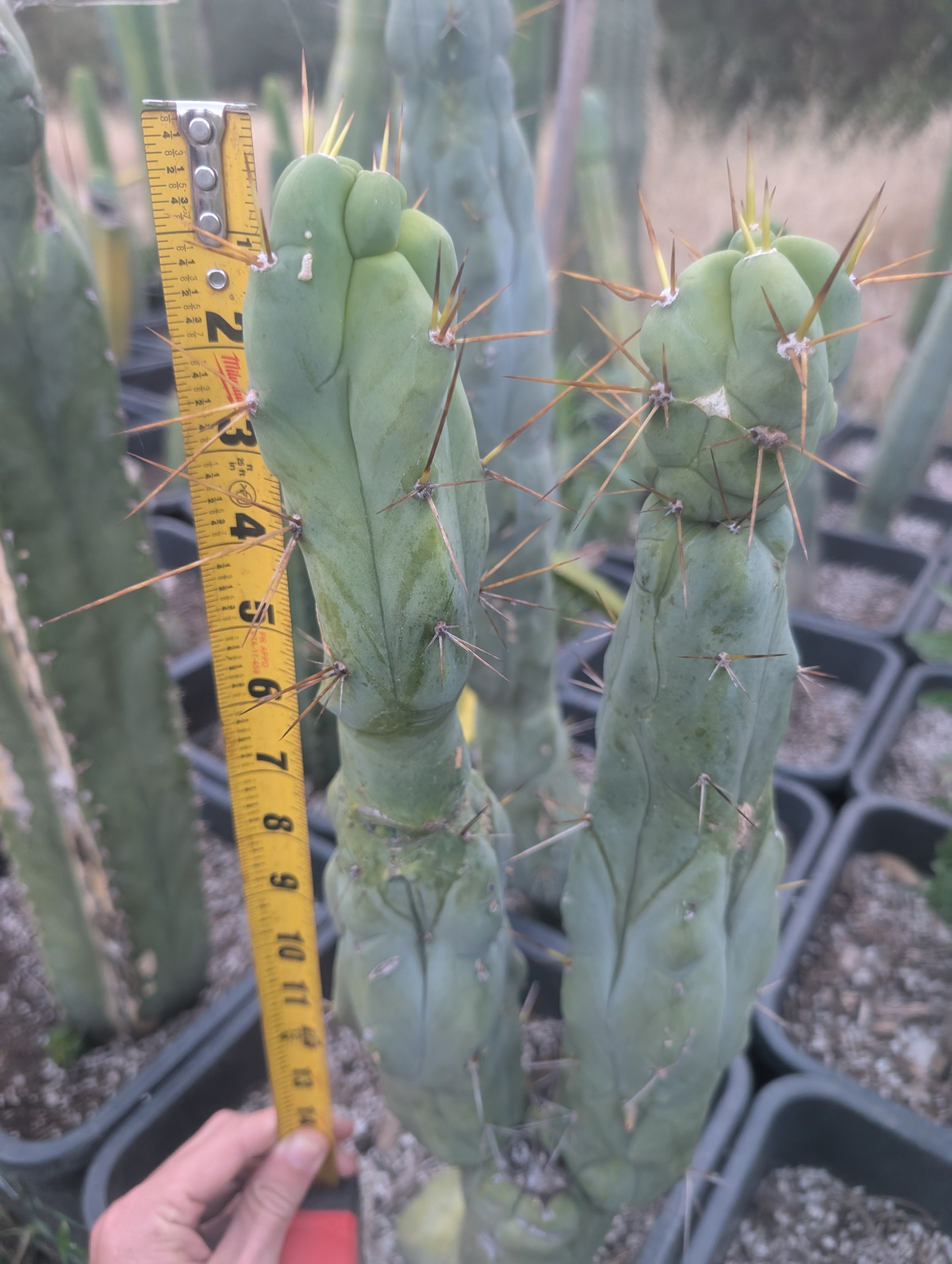 Cactus – Third Eye Forest