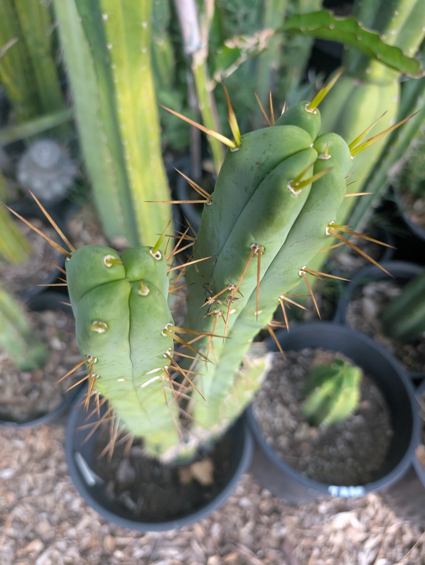 Phillip Hambly - River Source Botanicals Bridgesii