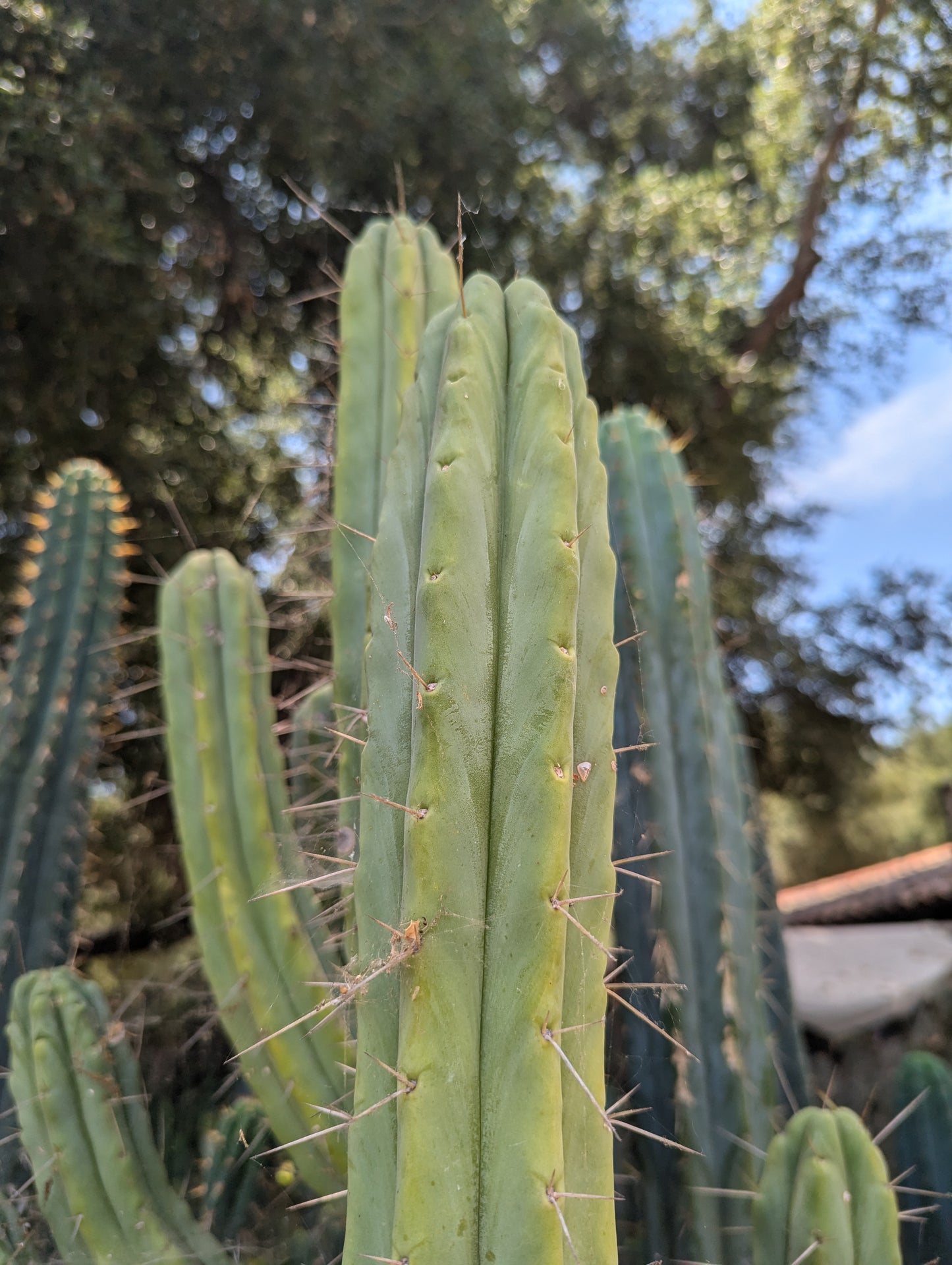 Crisp Bridgesii