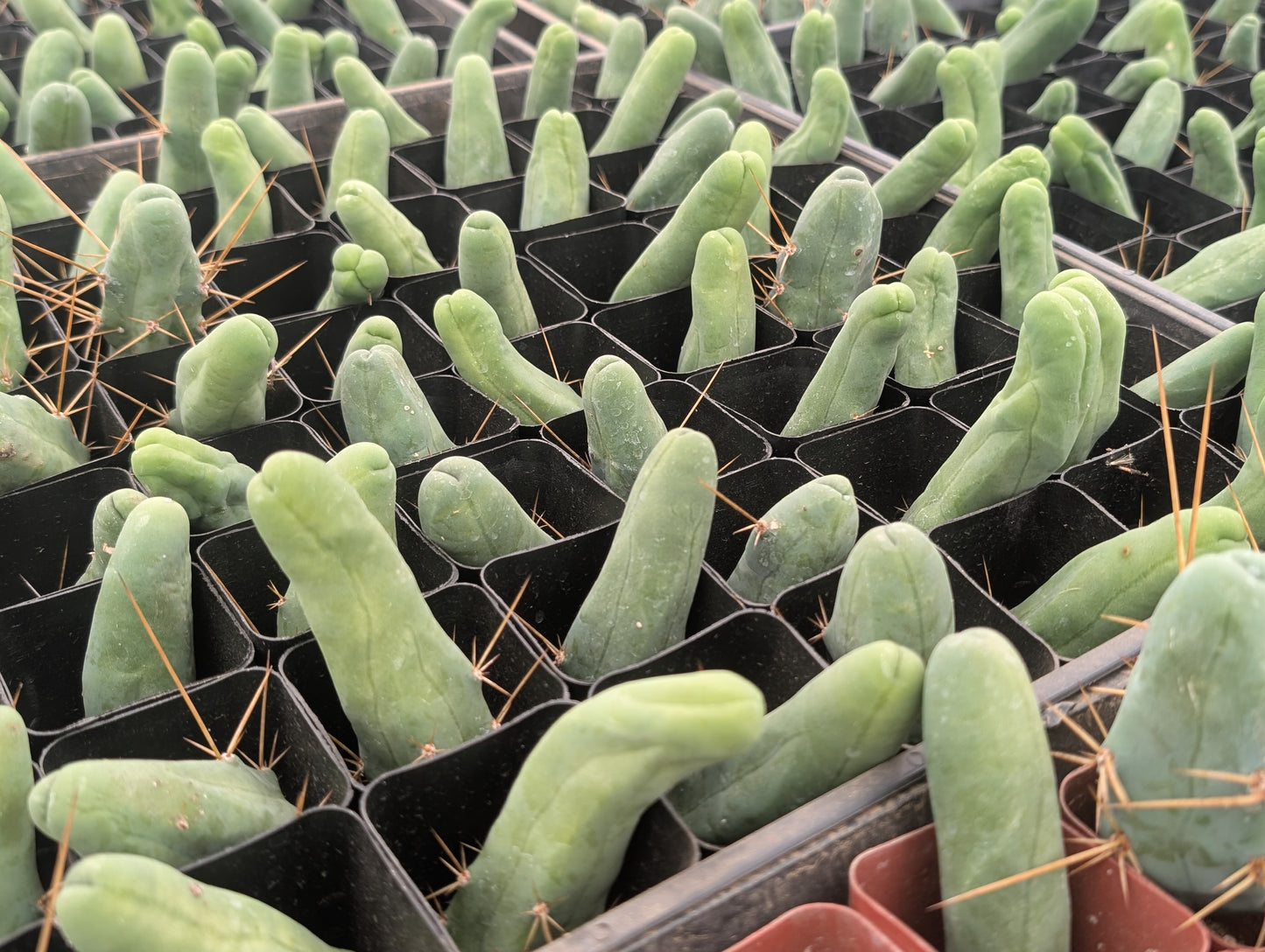TBM - Trichocereus Bridgesii Monstrosa