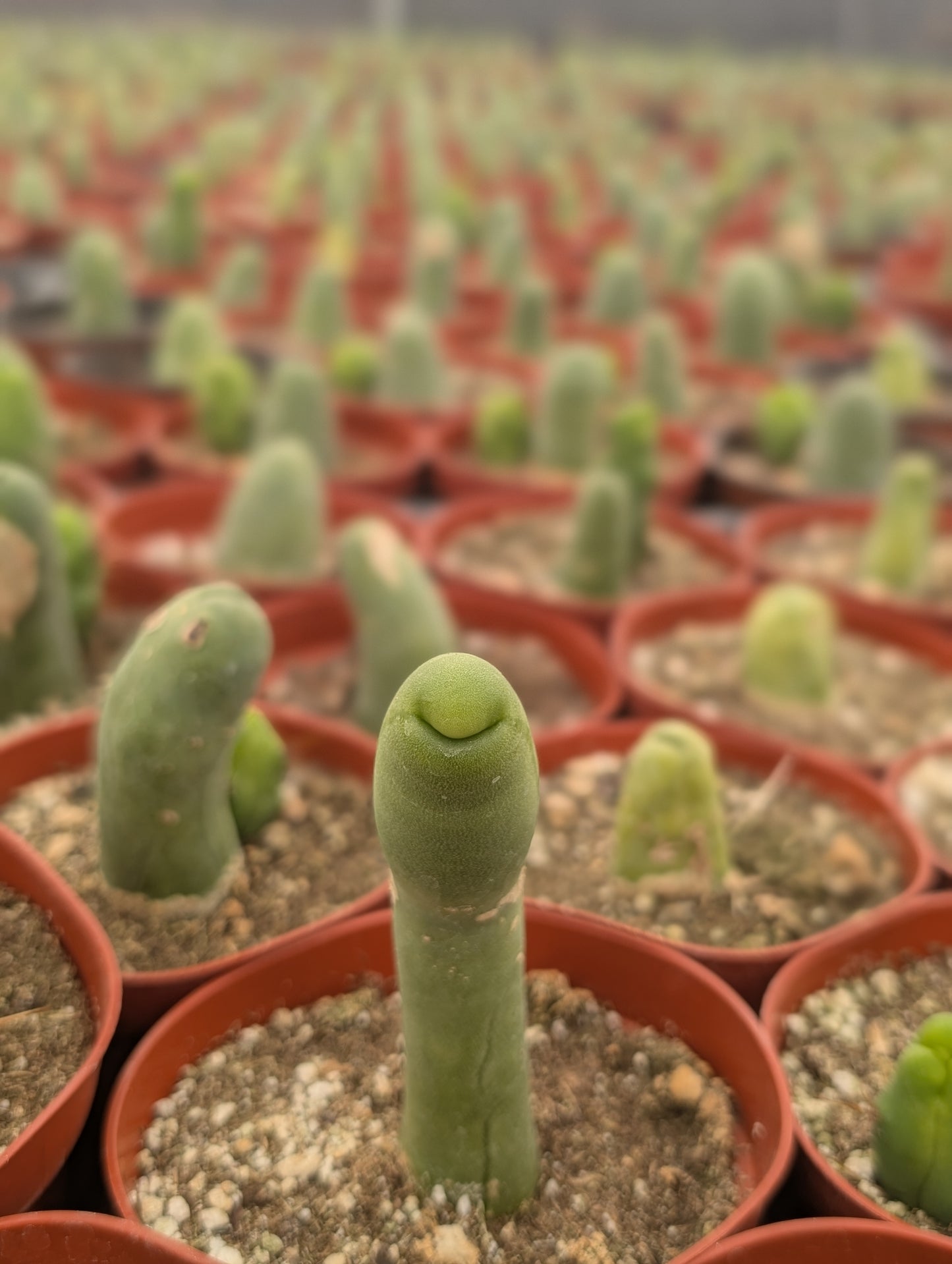 TBM - Trichocereus Bridgesii Monstrosa
