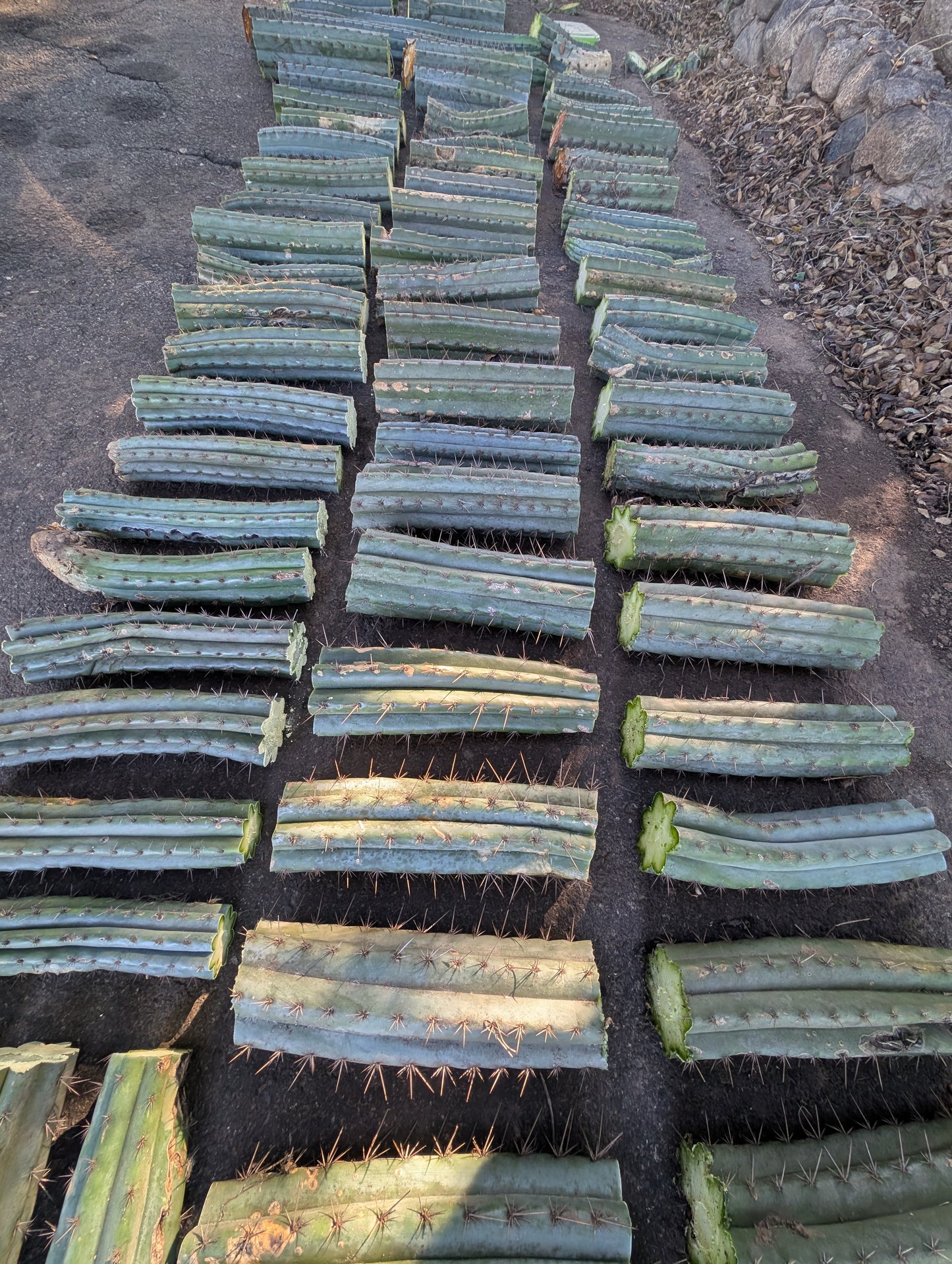 Old Growth Peruvianus Boxes