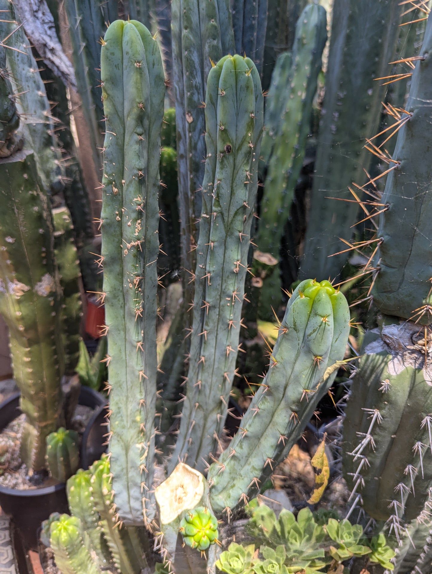 Lounge Lizard Bridgesii