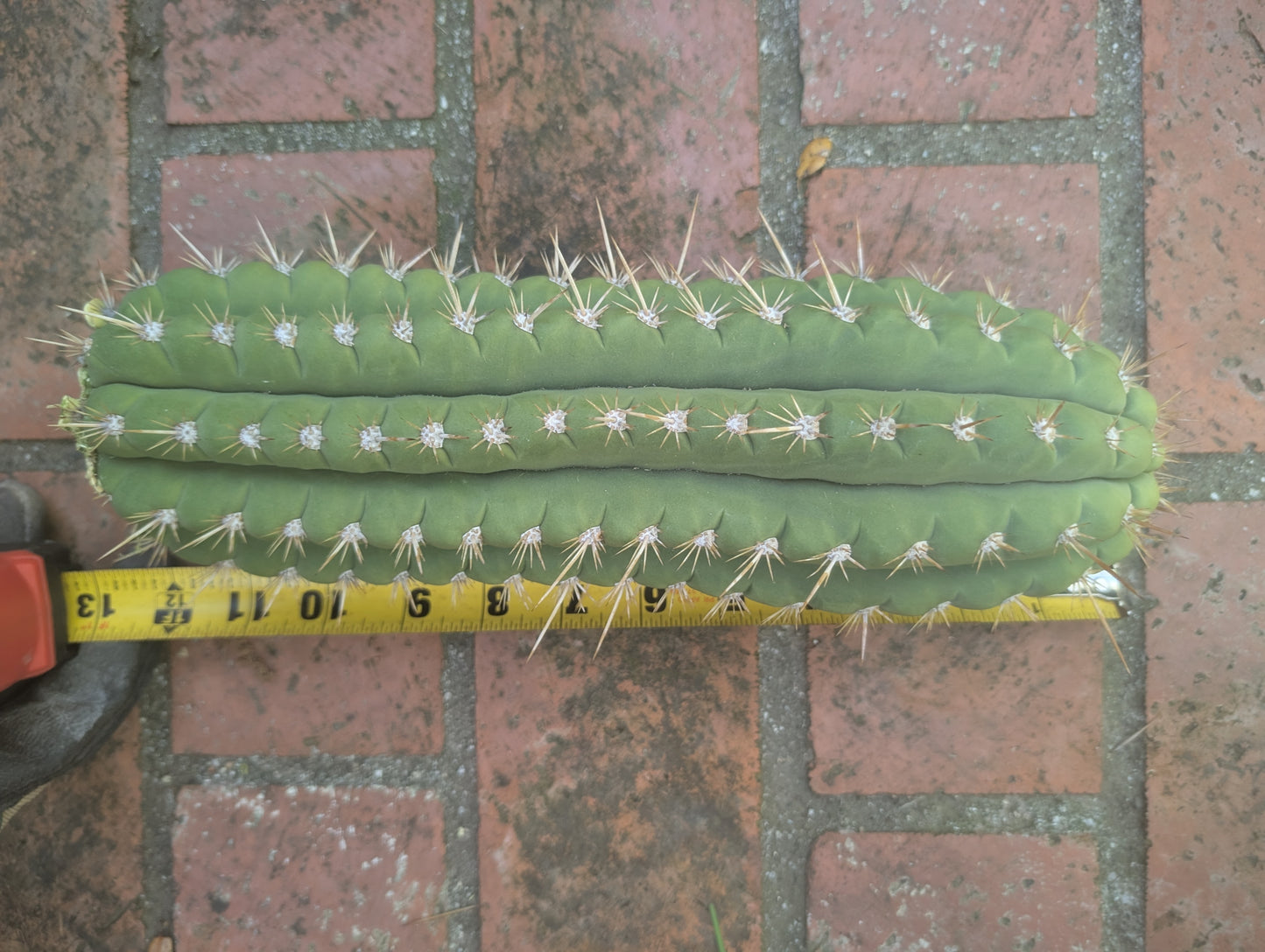 Frankie Terscheckii/Chiloensis