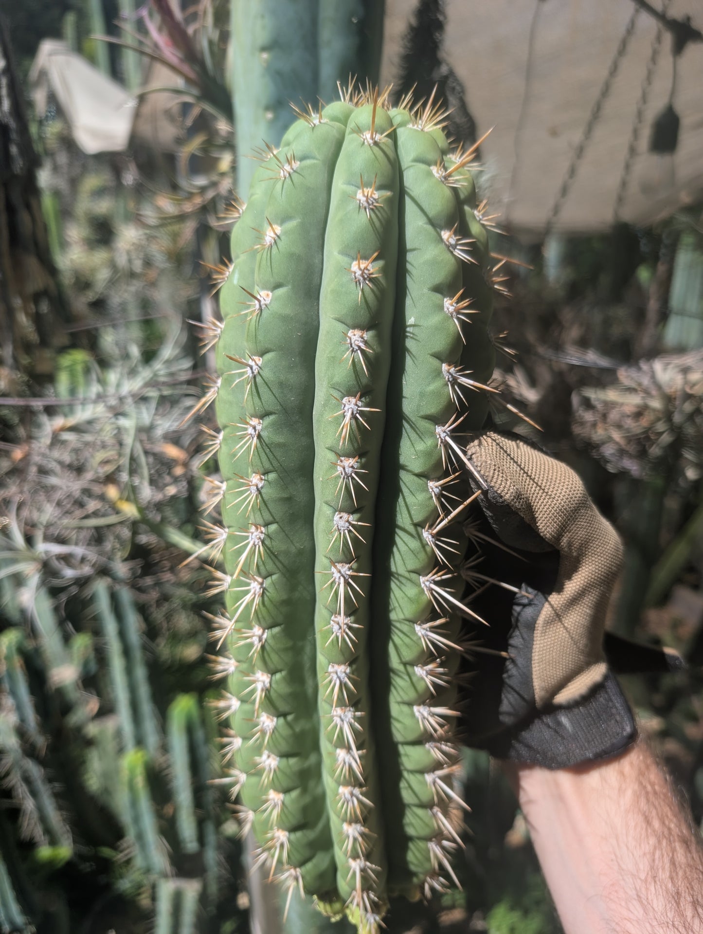 Frankie Terscheckii/Chiloensis