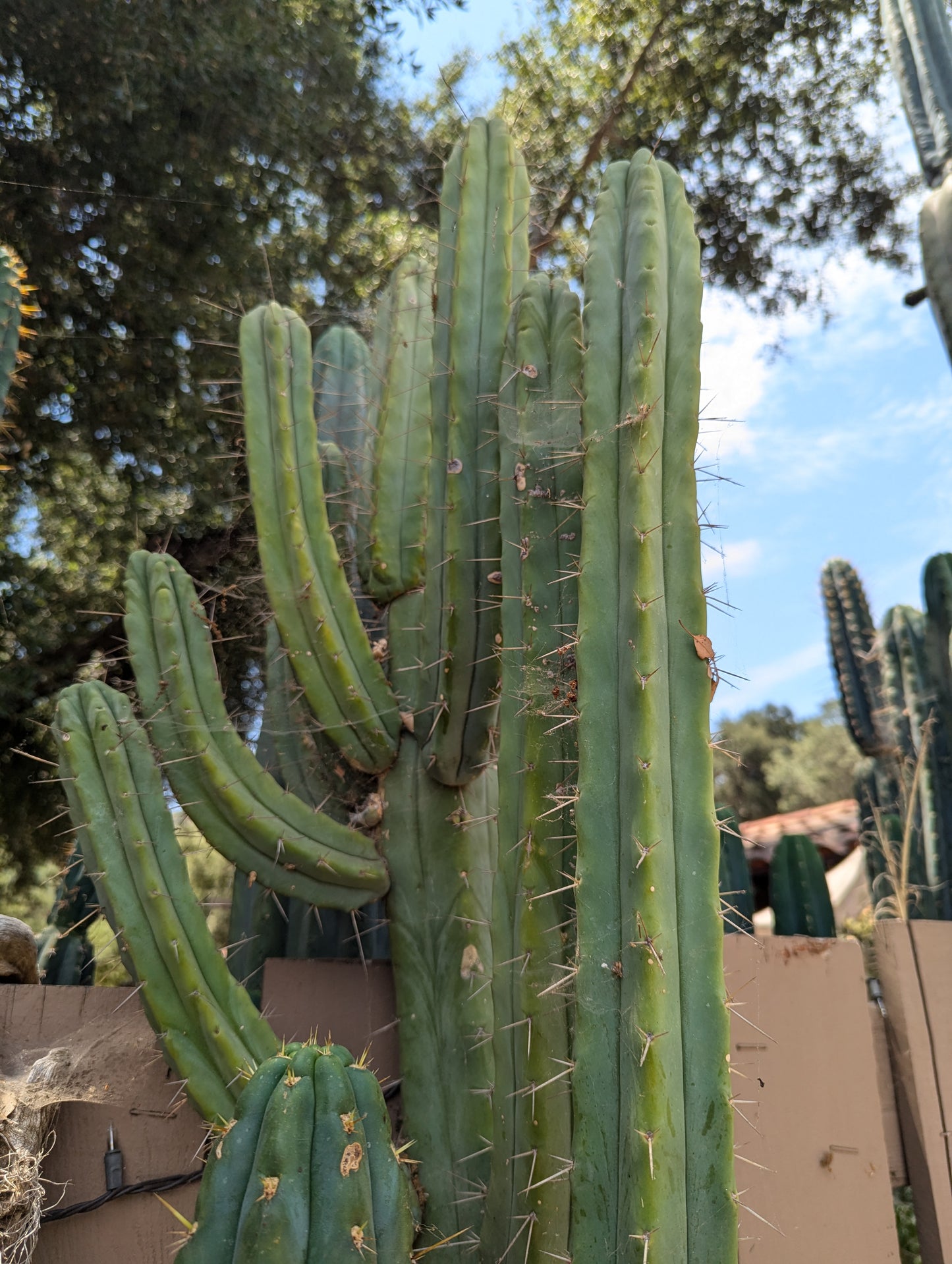 Crisp Bridgesii