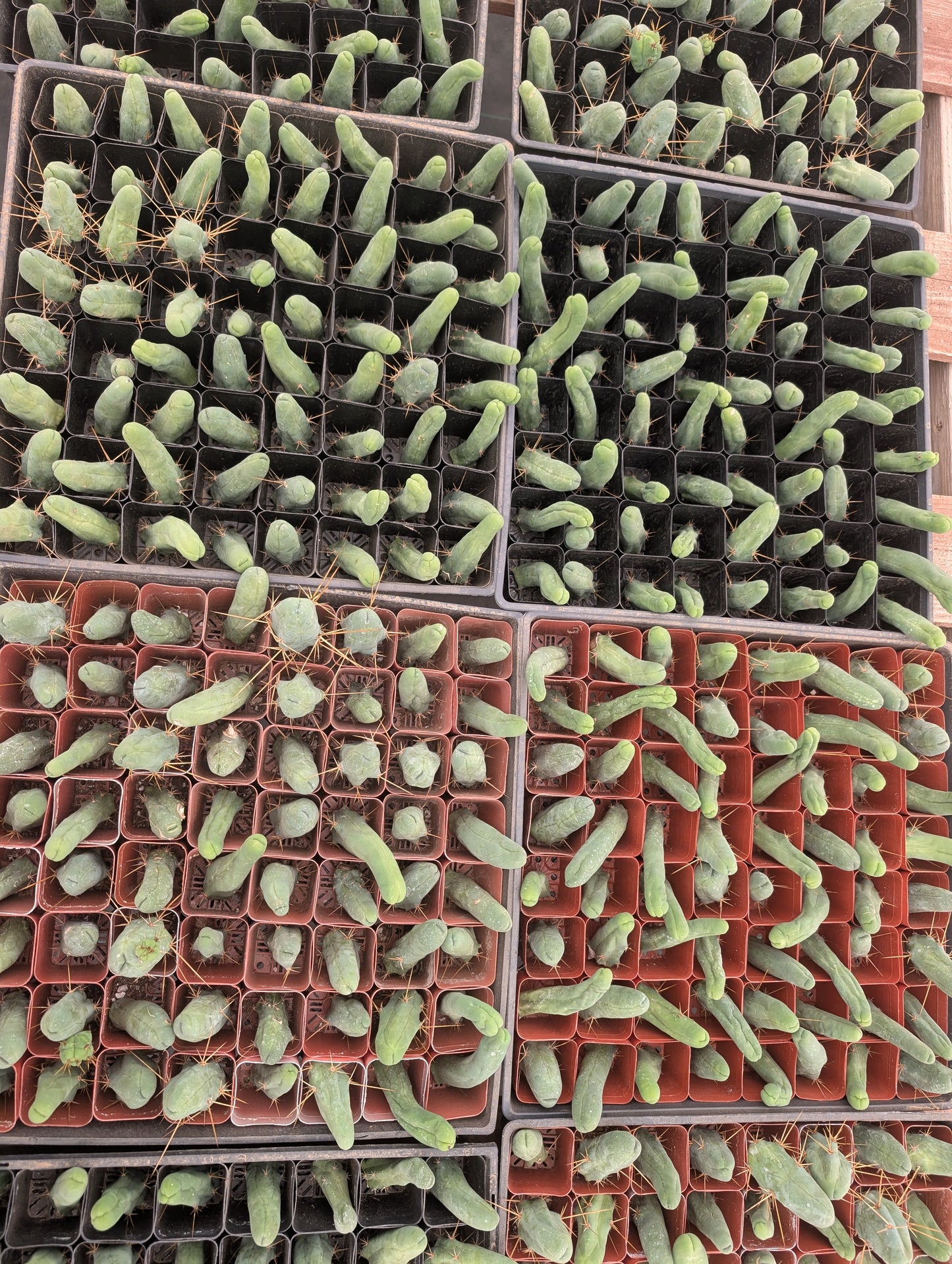 TBM - Trichocereus Bridgesii Monstrosa