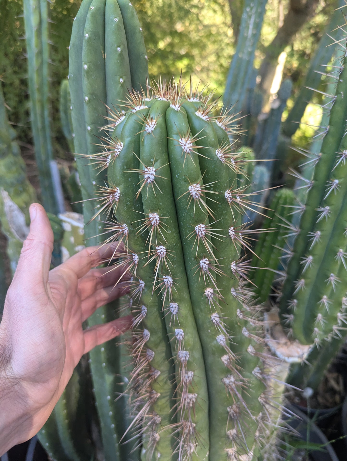 Serra Gardens Taqaquirensis