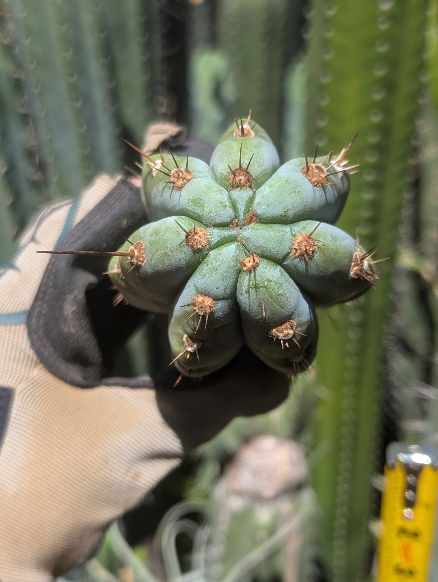 Tripsis Macrogonus