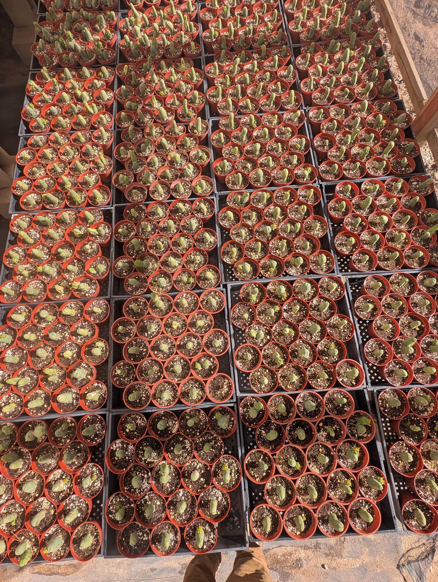 TBM - Trichocereus Bridgesii Monstrosa