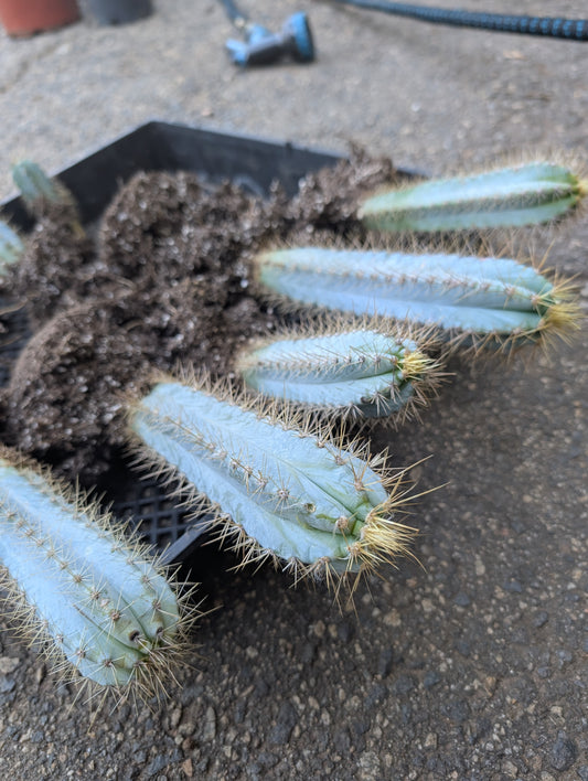 Blue Torch - Pilosocereus Pachycladus