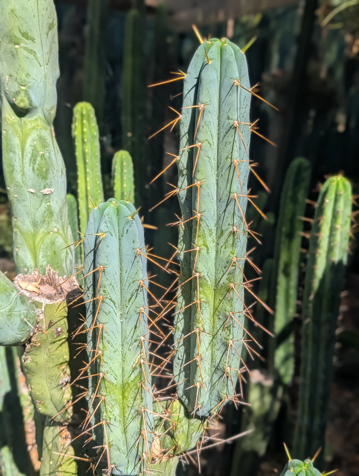 Psycho0 Bridgesii