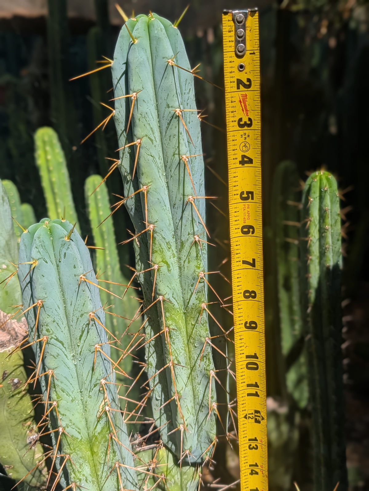 Psycho0 Bridgesii