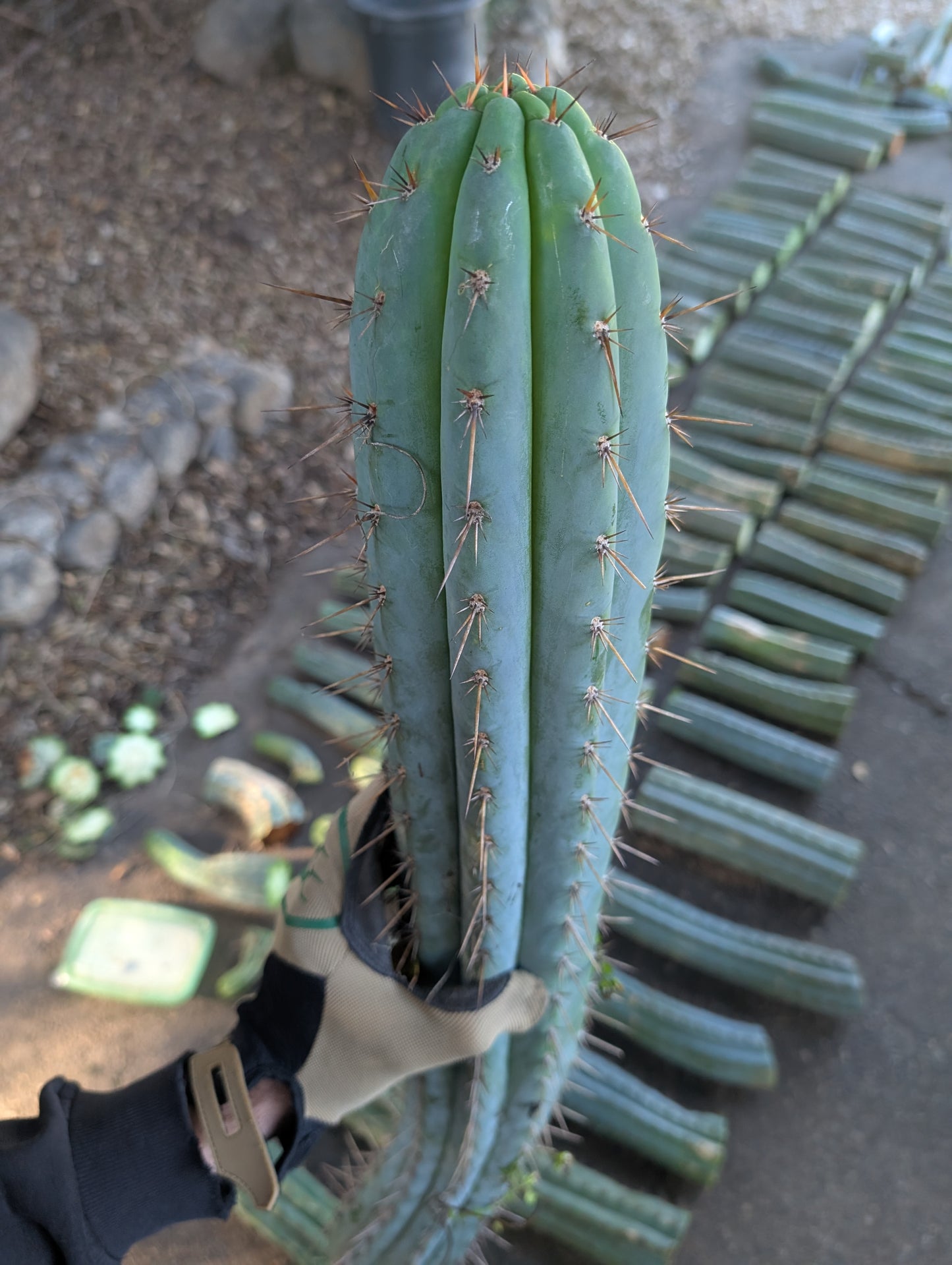 Old Growth Peruvianus Boxes