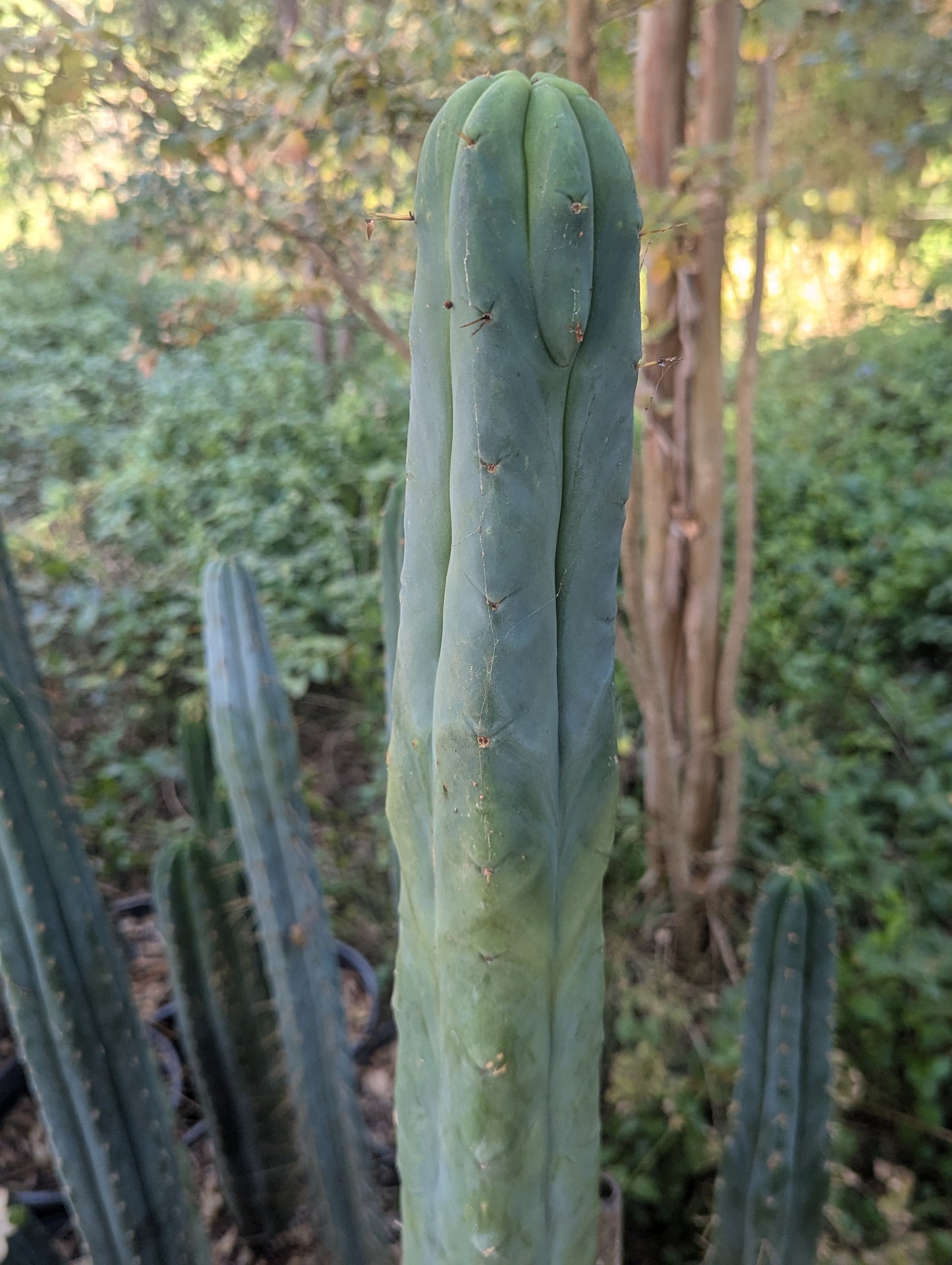 Wowie Bridgesii