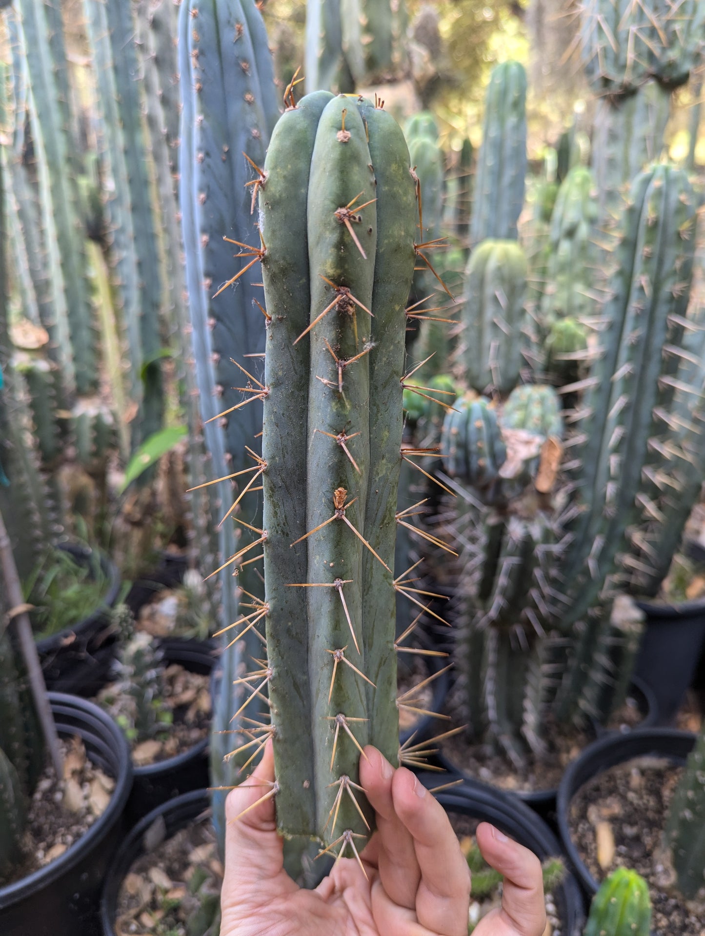 Chills on Wheels Bridgesii