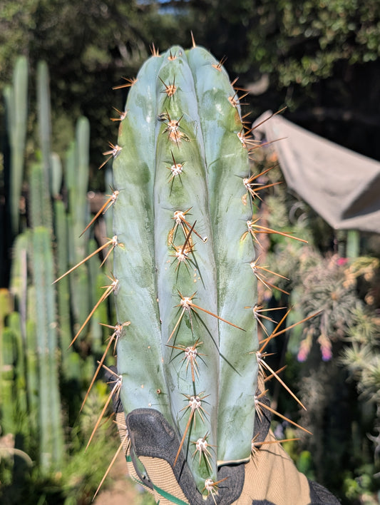 Icaro DNA