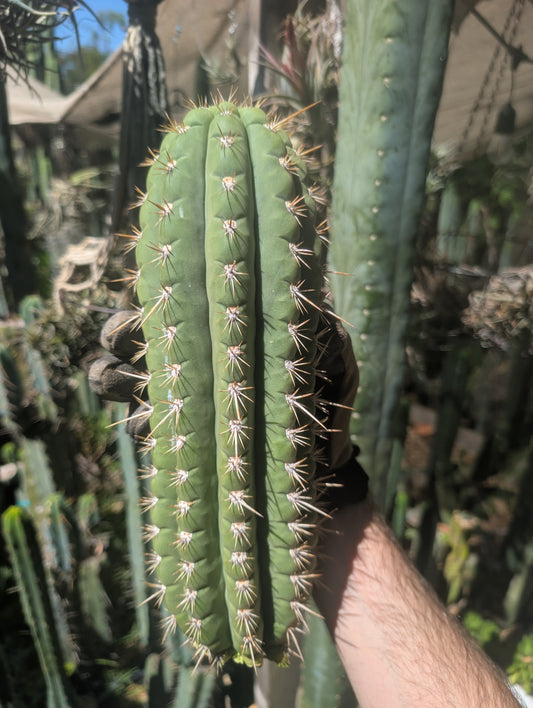 Frankie Terscheckii/Chiloensis