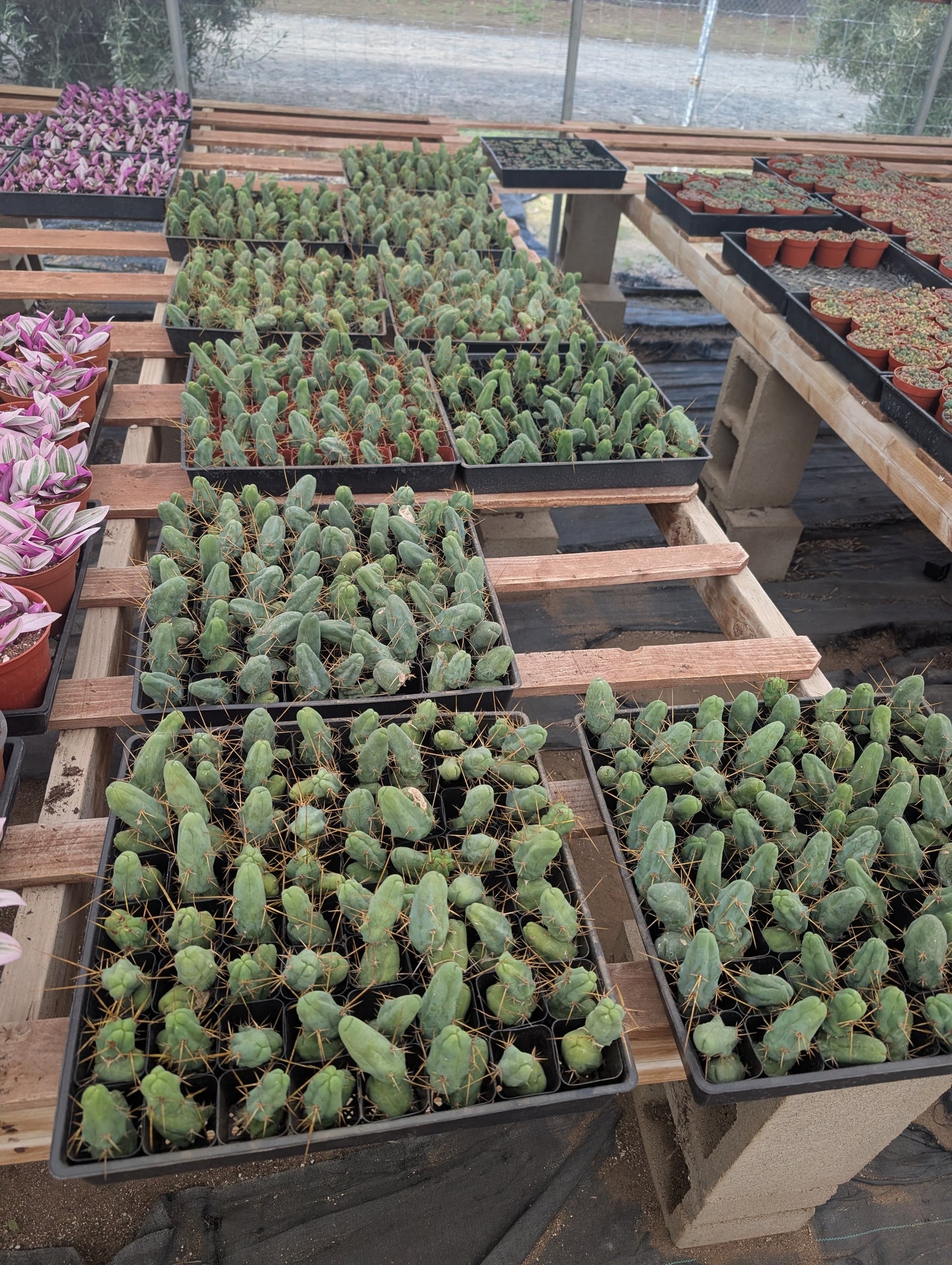 TBM - Trichocereus Bridgesii Monstrosa