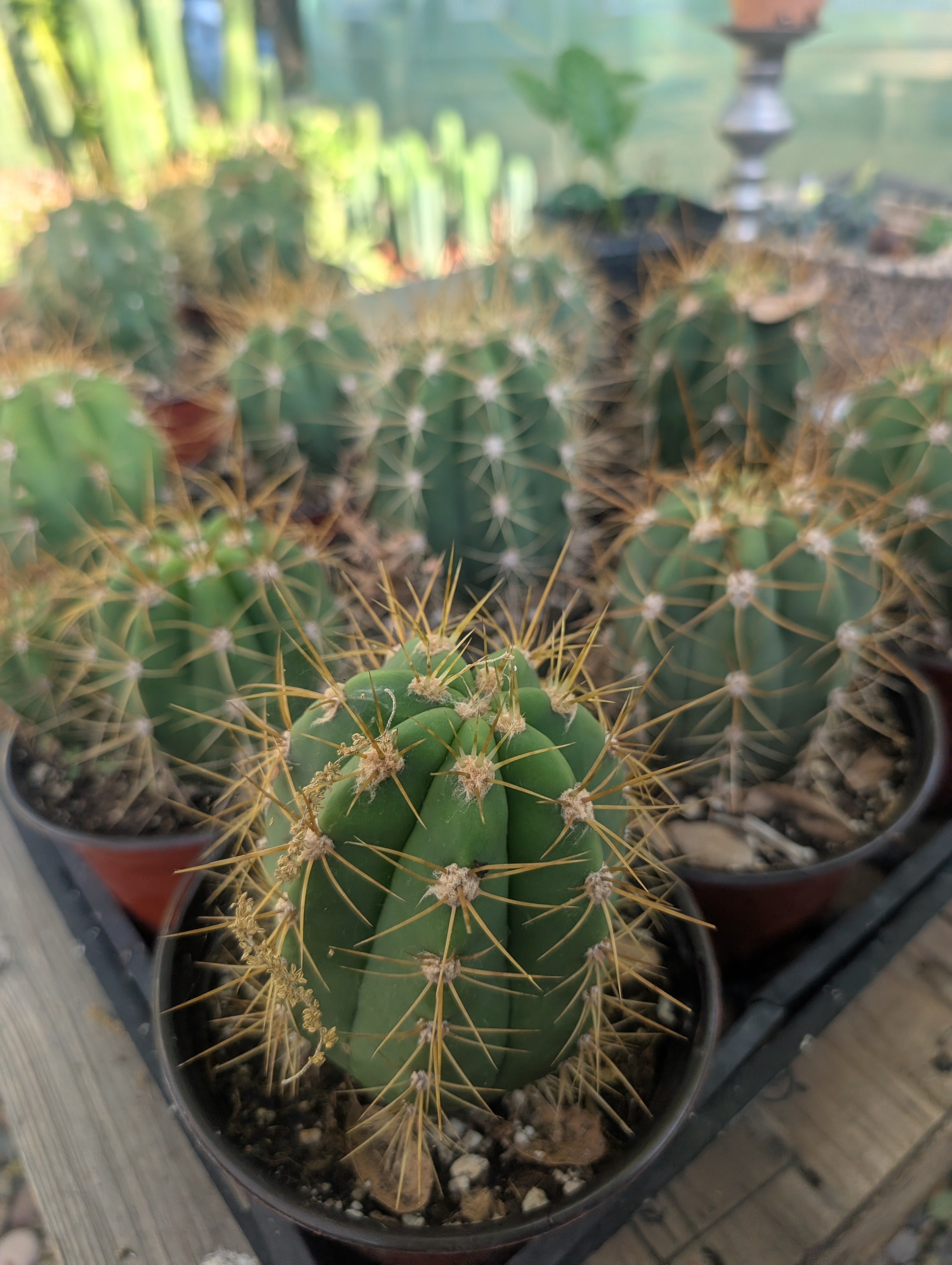 Cactus – Third Eye Forest Cactus – Third Eye Forest