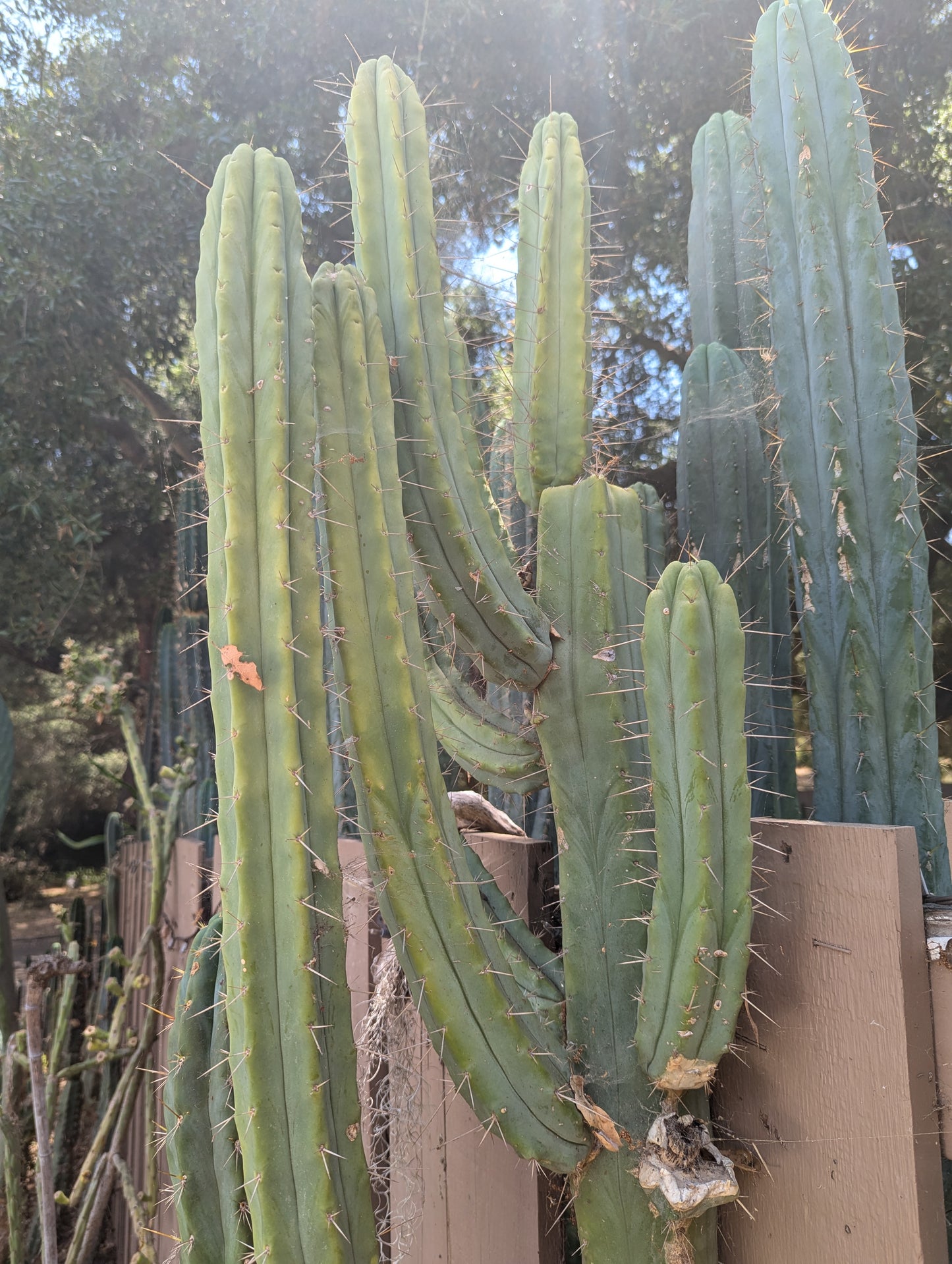 Crisp Bridgesii