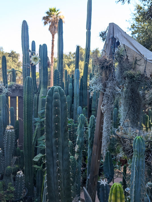 Trichocereus Variety Bulk Cut Box