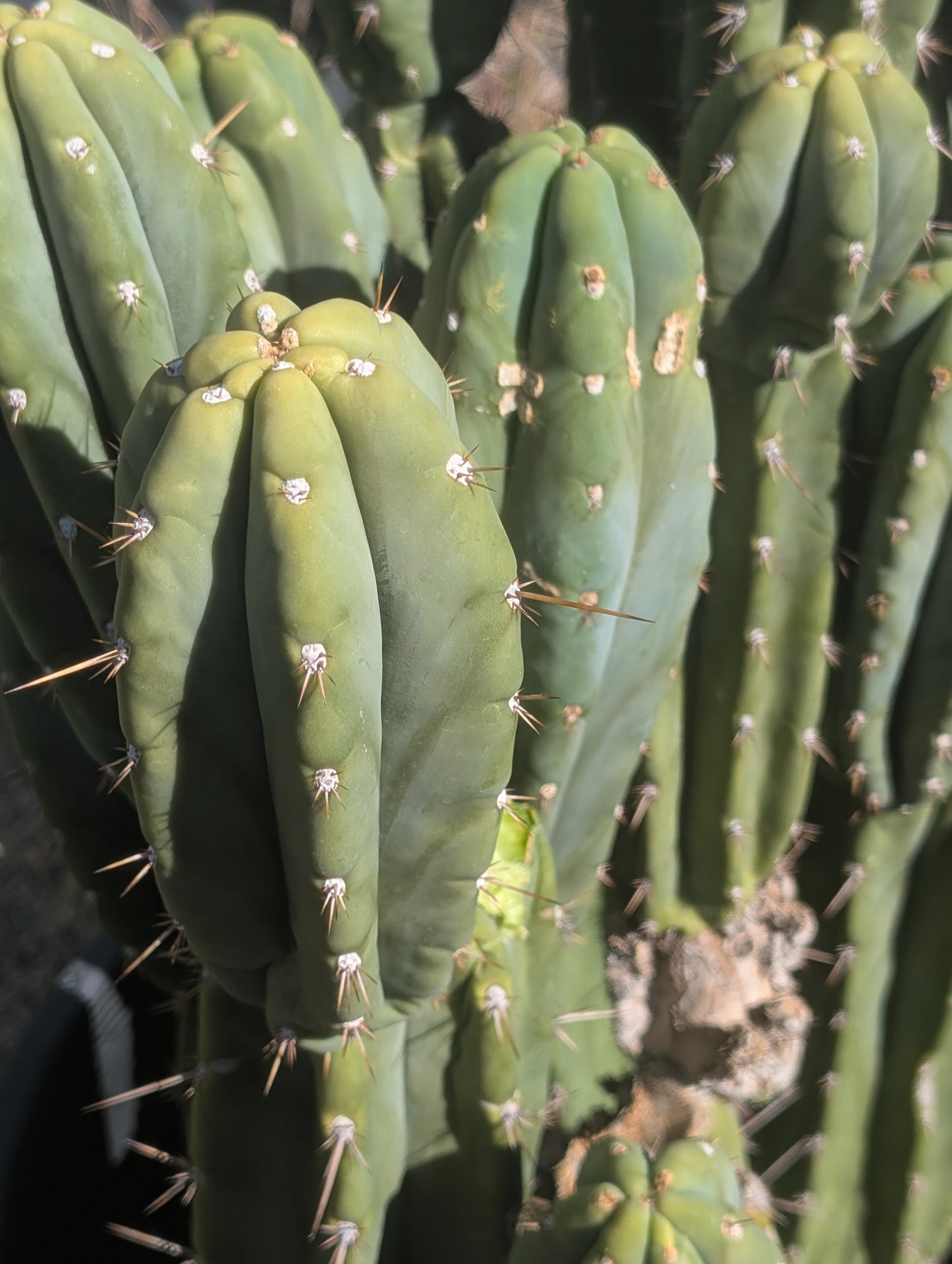 Daniella "Huanucoensis"