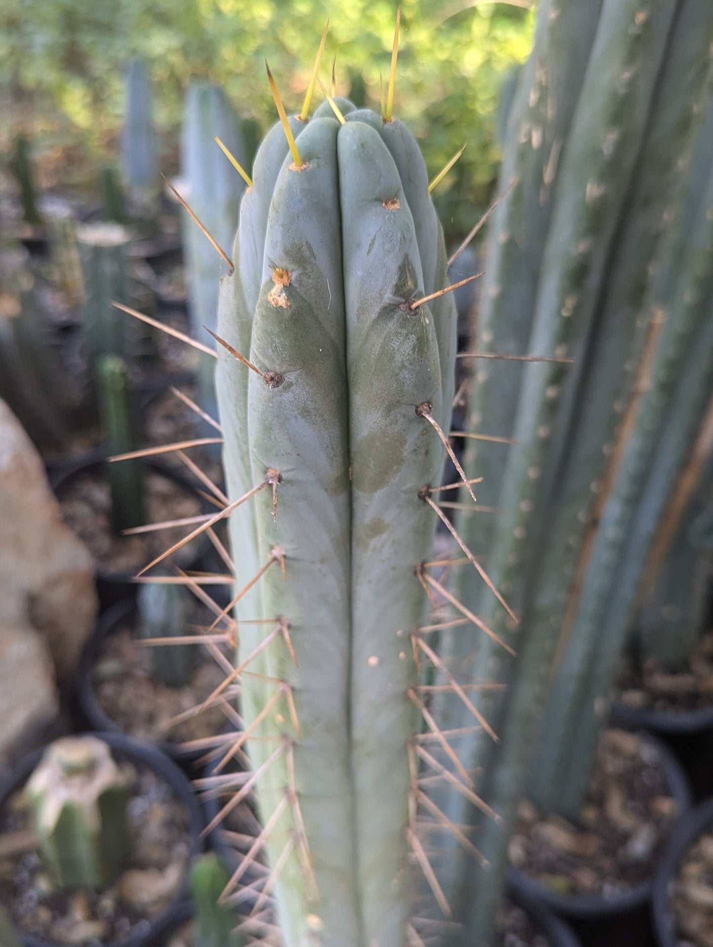 Reynold's Bridgesii