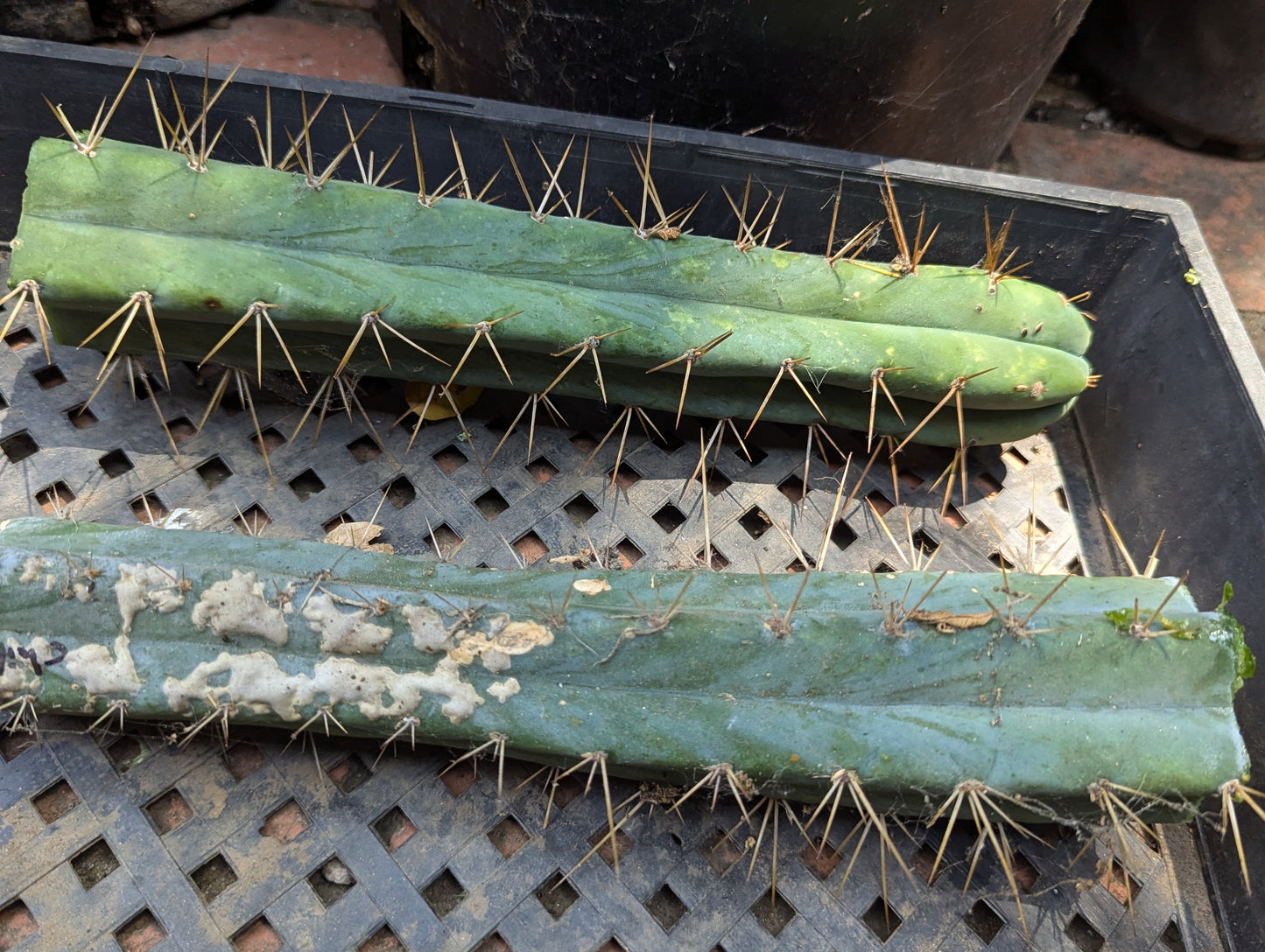 Chills on Wheels Bridgesii