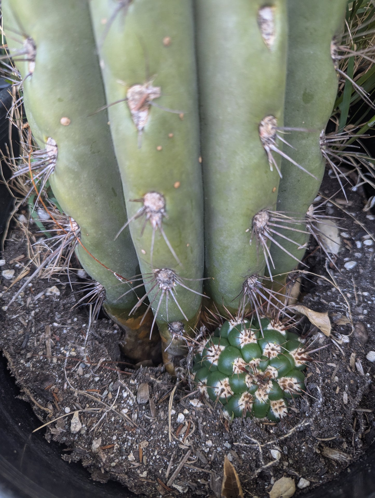 Serra Gardens Taqaquirensis