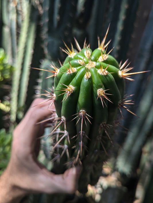 Serra Gardens Taqaquirensis