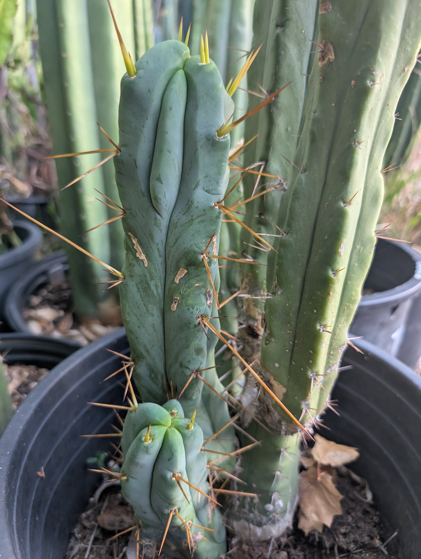 Phillip Hambly - River Source Botanicals Bridgesii