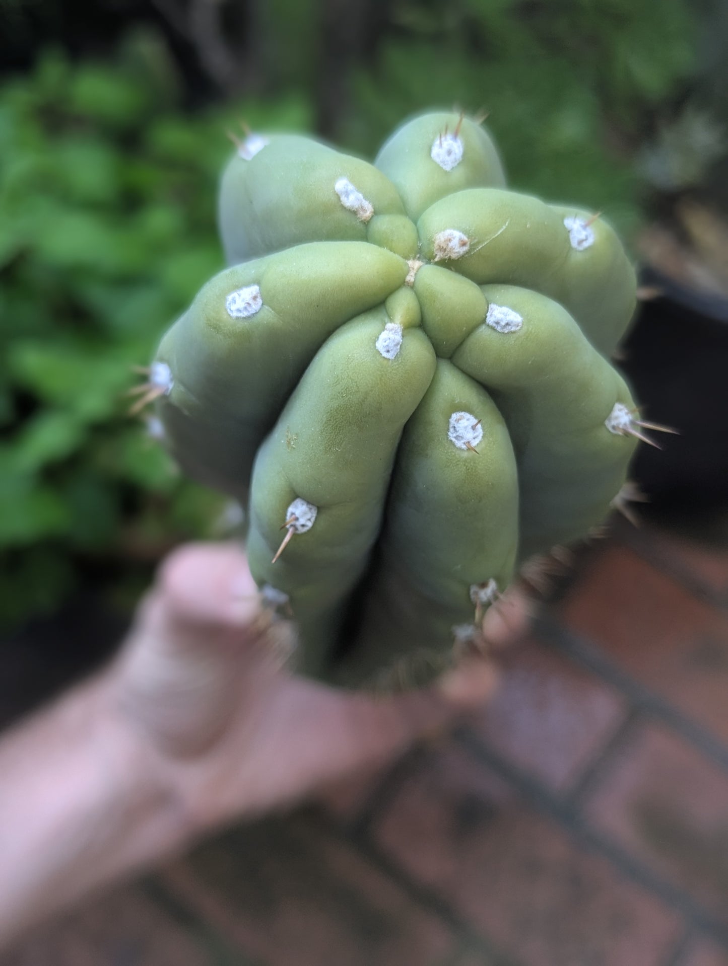 Daniella "Huanucoensis"