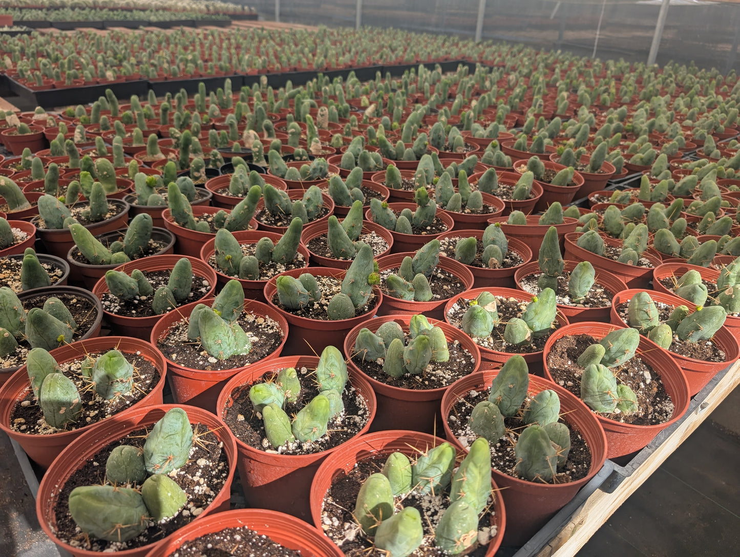 TBM - Trichocereus Bridgesii Monstrosa