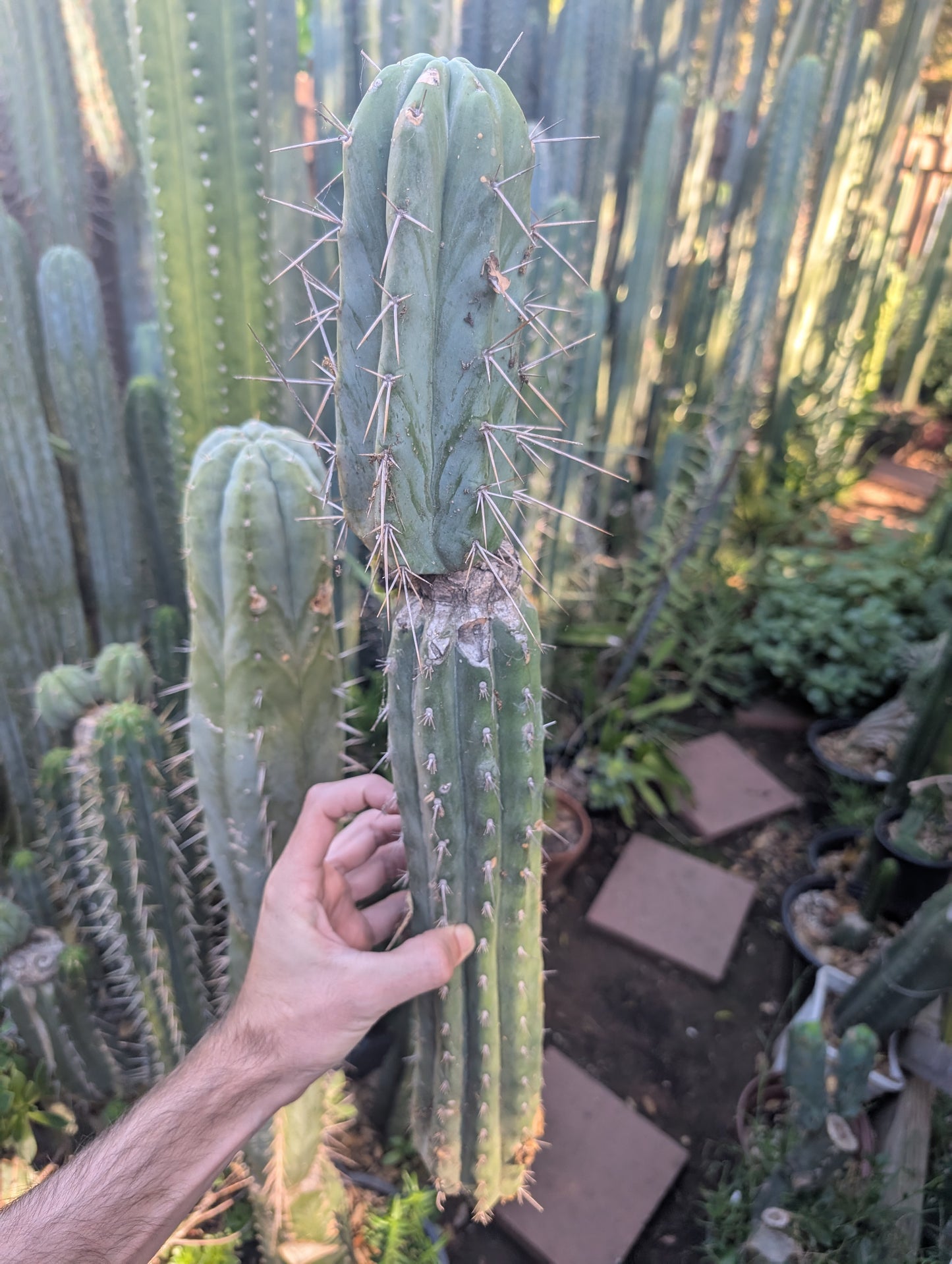 C.S.D. Chemical Shaman's Dick AUS