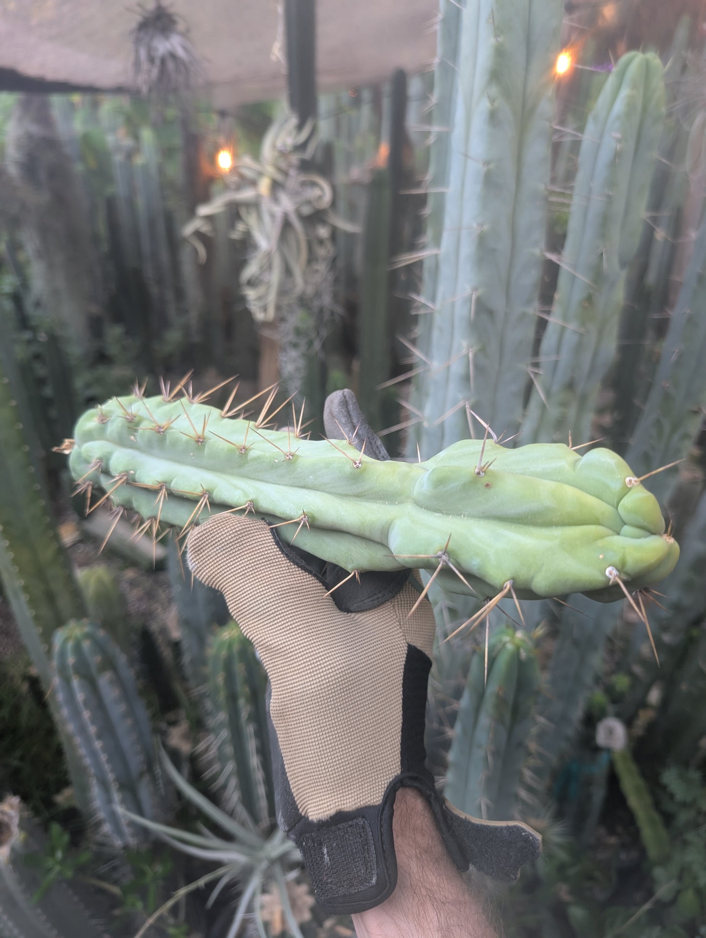 Bert aka Cucumber Melted Bridgesii 🇦🇺